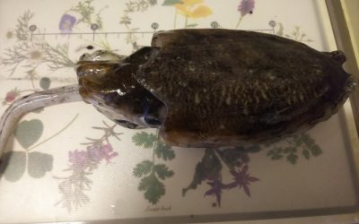 築地の”スミイカ”を刺身とパスタで味わい尽くす！