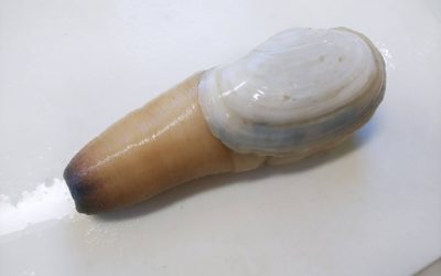 築地で買った白ミル貝をお刺身でいただく！簡単なさばき方もご紹介！