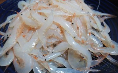 東京・築地で富山名物のシロエビを買う！家庭での美味しい食べ方もご紹介！
