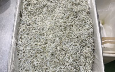 7月3日の築地魚河岸 店頭レポート