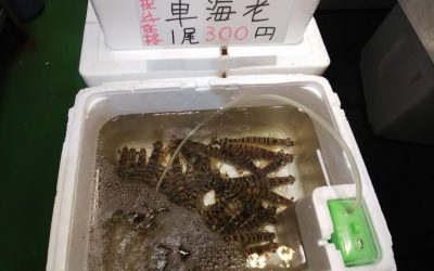 22年8月20日の築地魚河岸 店頭レポート