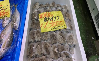 22年9月3日の築地魚河岸 店頭レポート