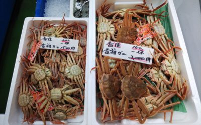 22年11月12日の築地魚河岸 店頭レポート