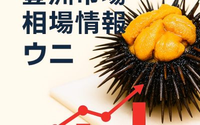 豊洲市場ウニ相場レポート | 2025年11月第2週(11月2日-11月8日) | 価格推移・卸値・市況まとめ