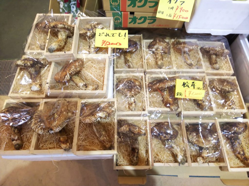 おおいしのマツタケ