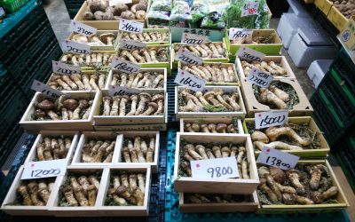 東京・築地でマツタケを買うならココ！プロが選んだ香りの良いマツタケが手に入るお店・仲卸をご紹介
