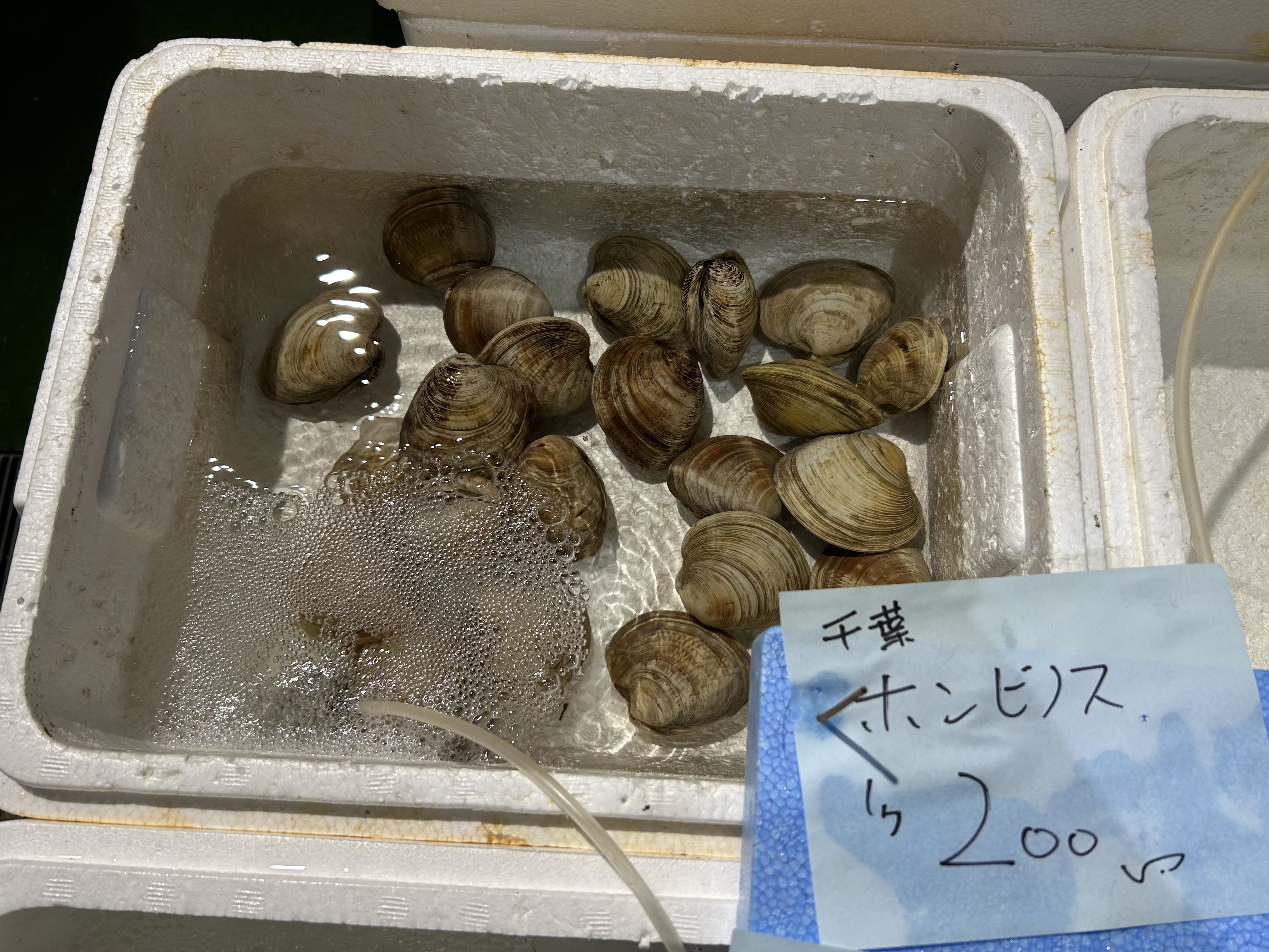 ホンノビス貝