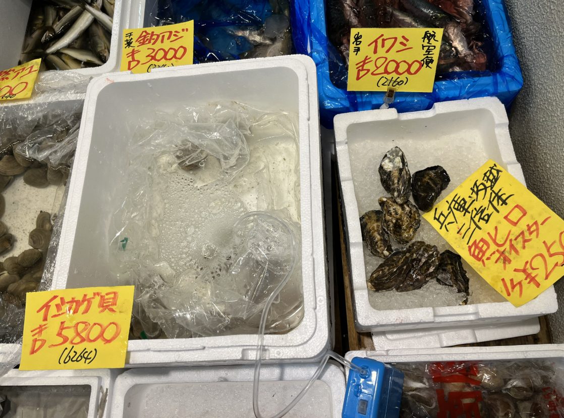 イシカゲ貝