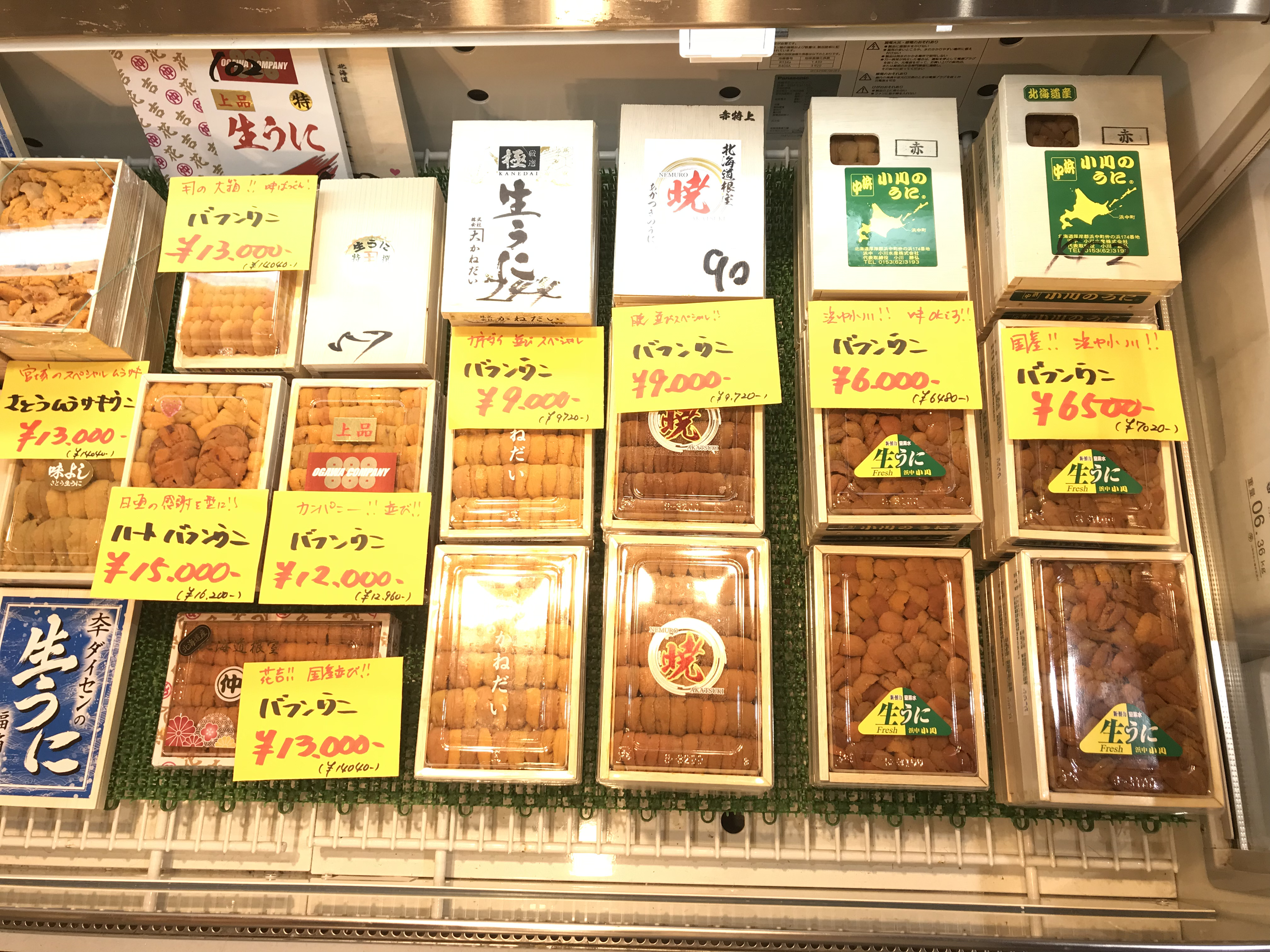 ウニ各種