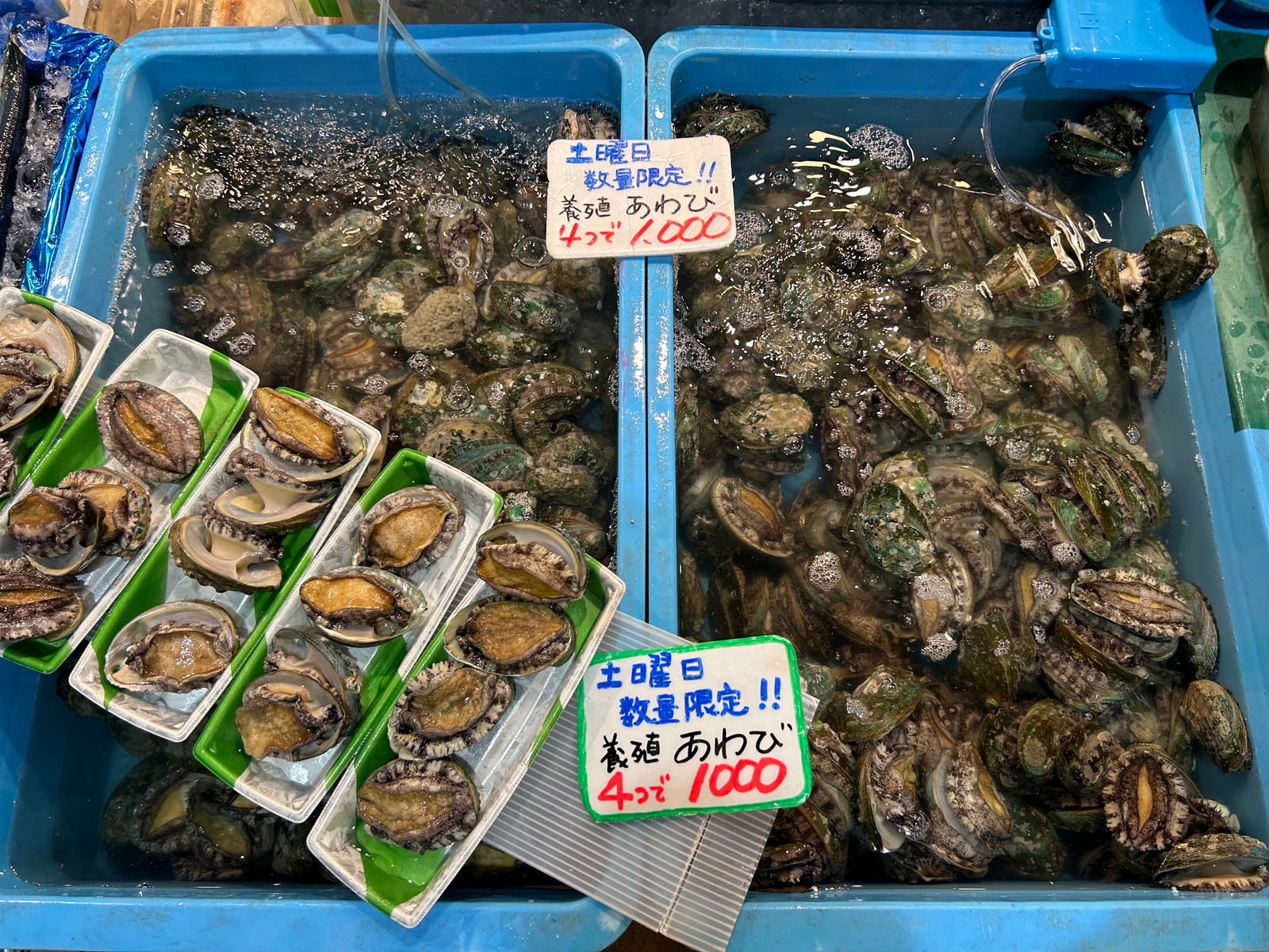 土曜限定養殖アワビ