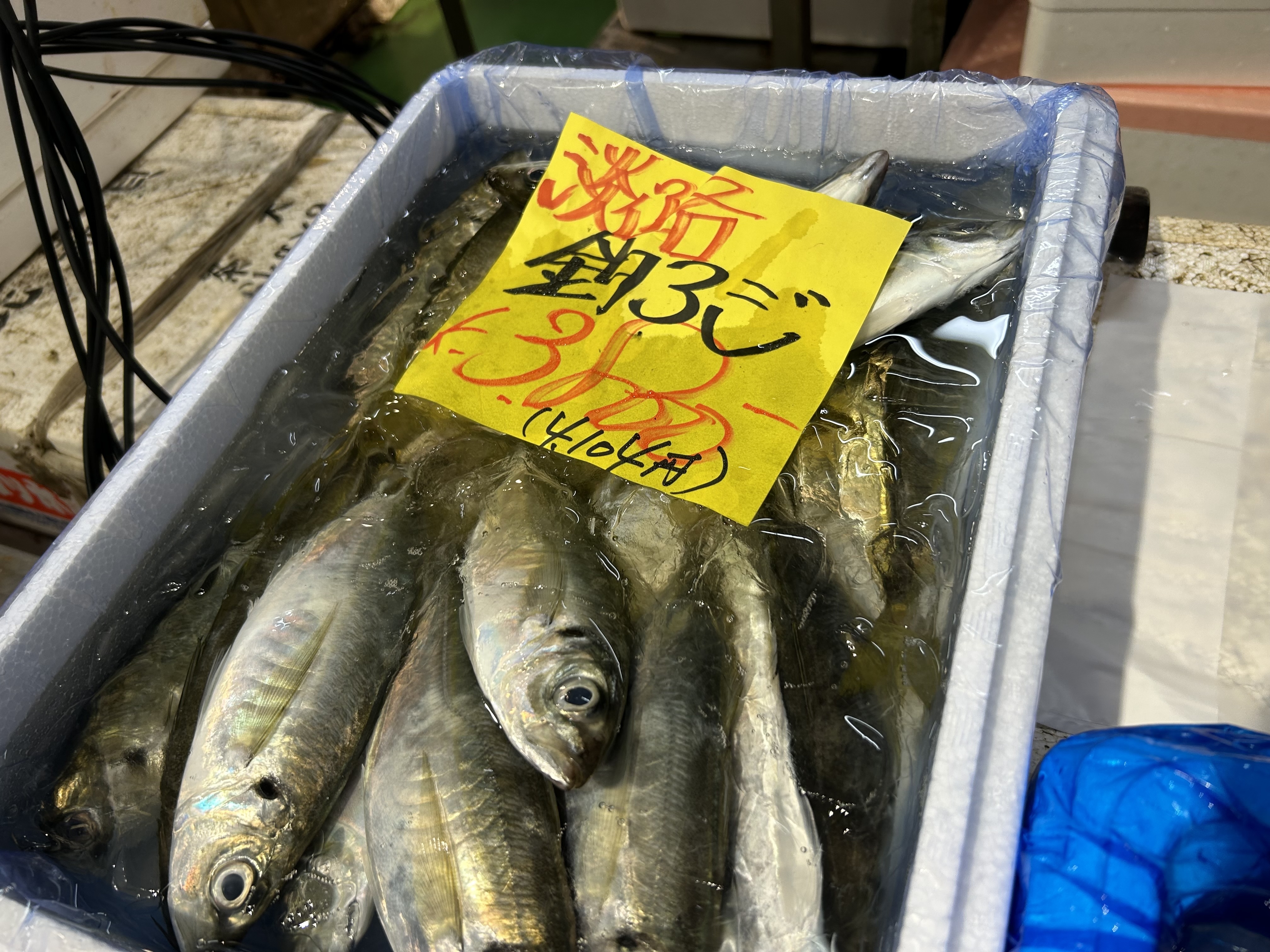 釣アジ