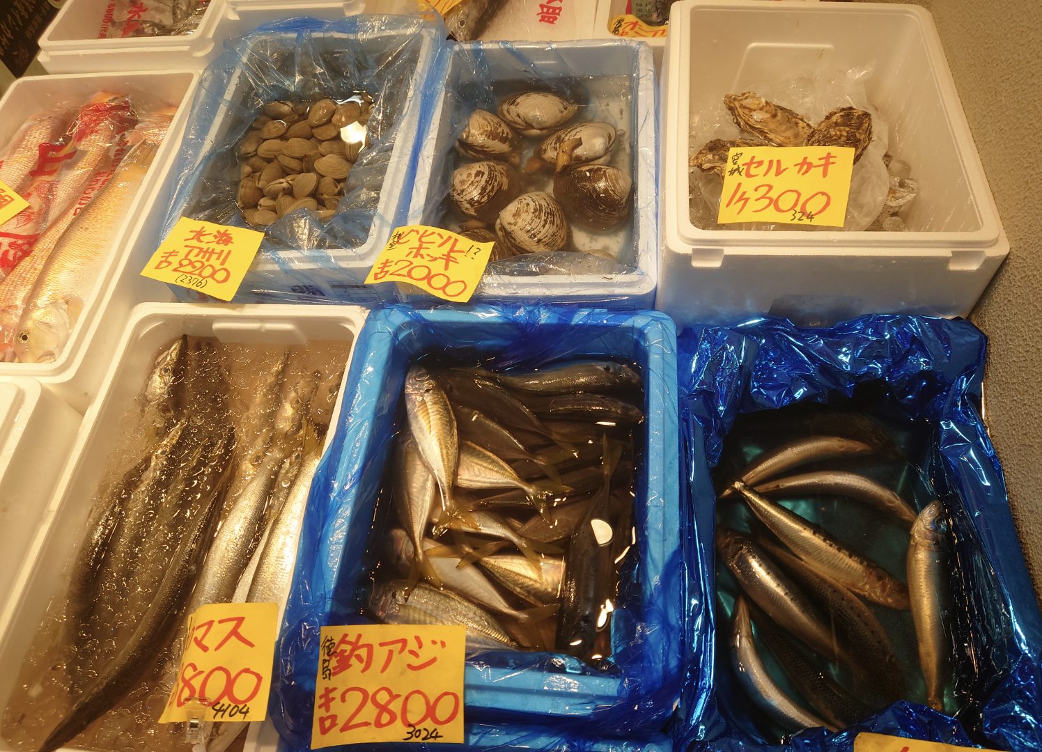 釣アジ