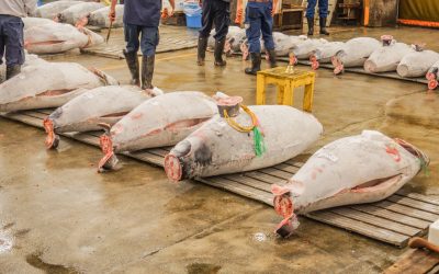 【2026年5月最新】築地・豊洲の業務用マグロ仕入れ価格相場まとめ｜生本マグロから冷凍・ネギトロまで網羅