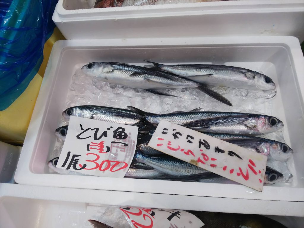 トビウオ トビウオ